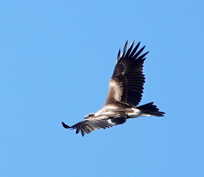 Wedge-tailed Eagle - ML619019152