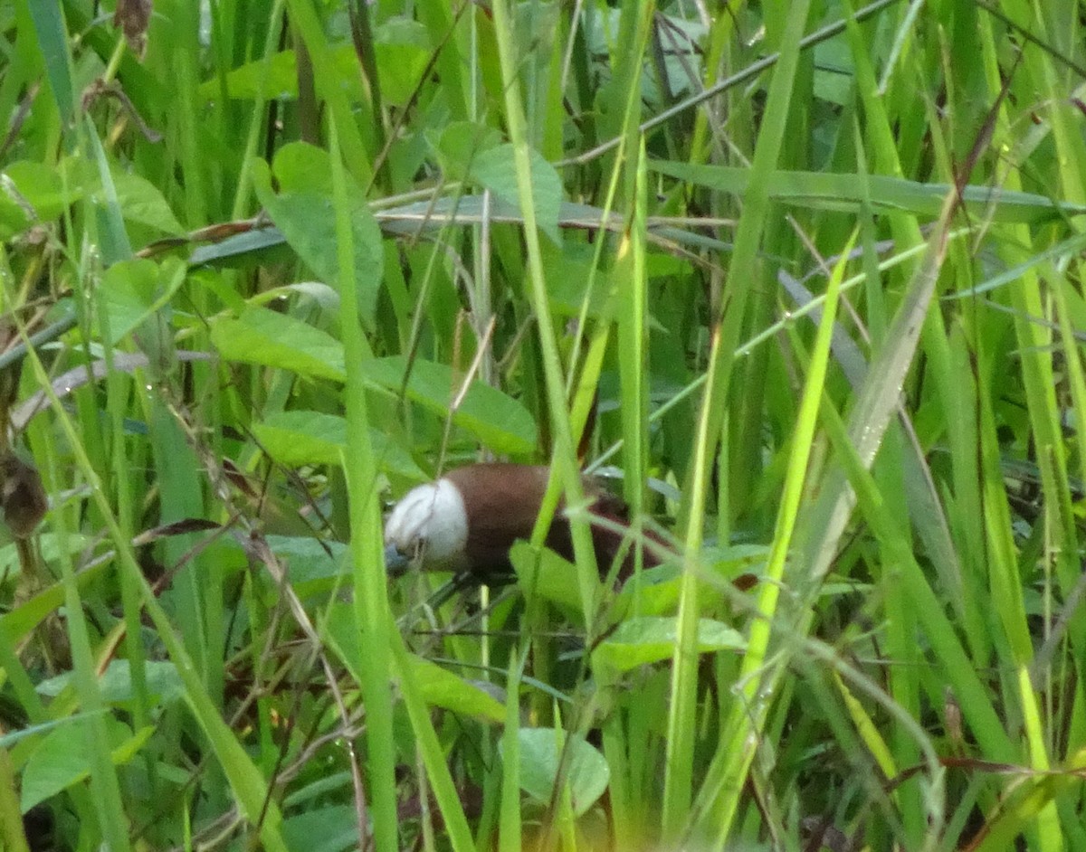 White-headed Munia - Merganser Man