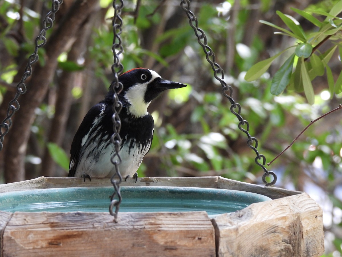 Acorn Woodpecker - Bradley Evans