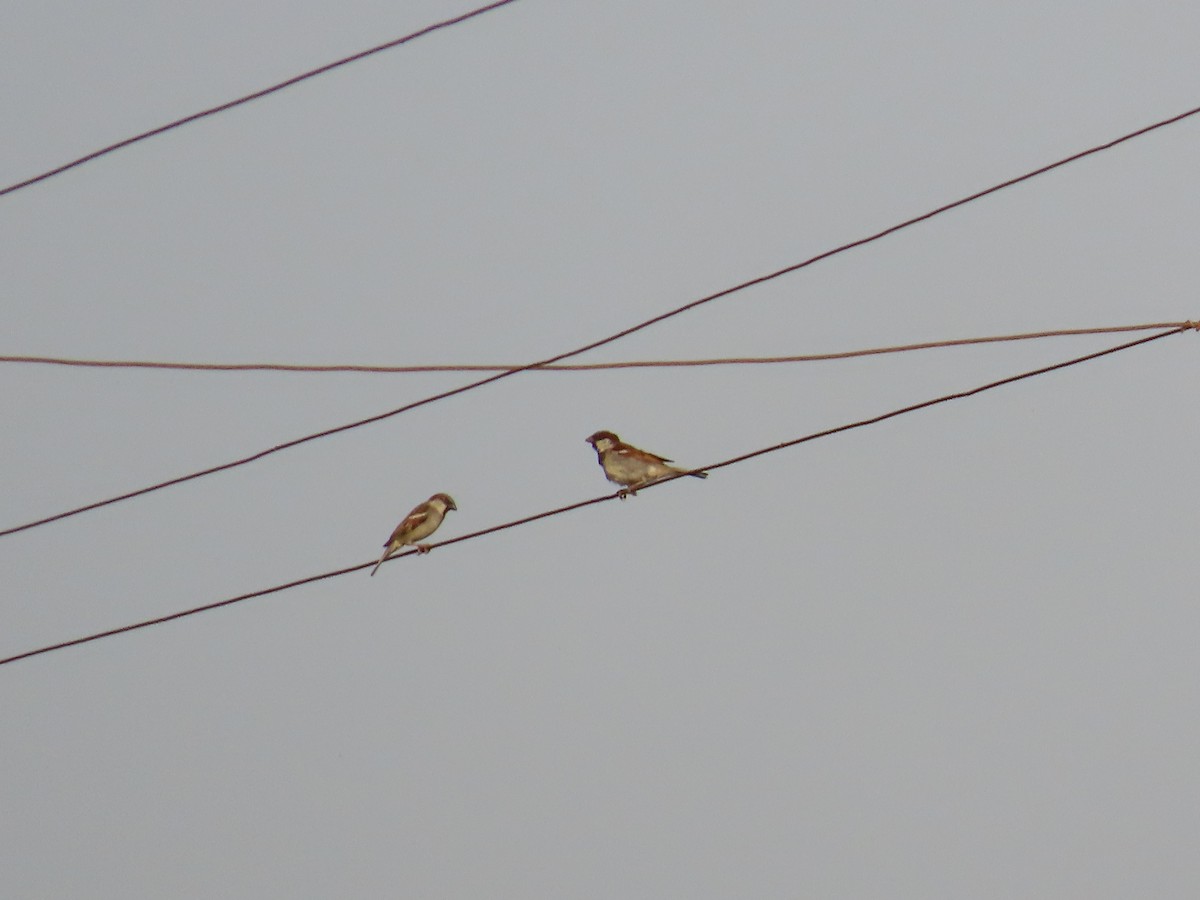 House Sparrow - Shilpa Gadgil