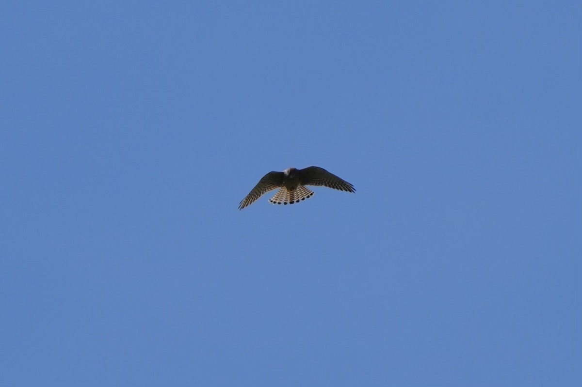 Eurasian Kestrel - ML619019192