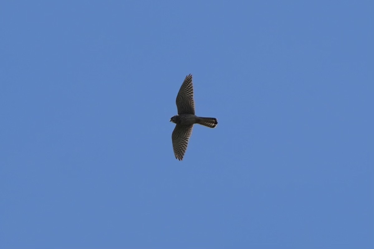 Eurasian Kestrel - ML619019193