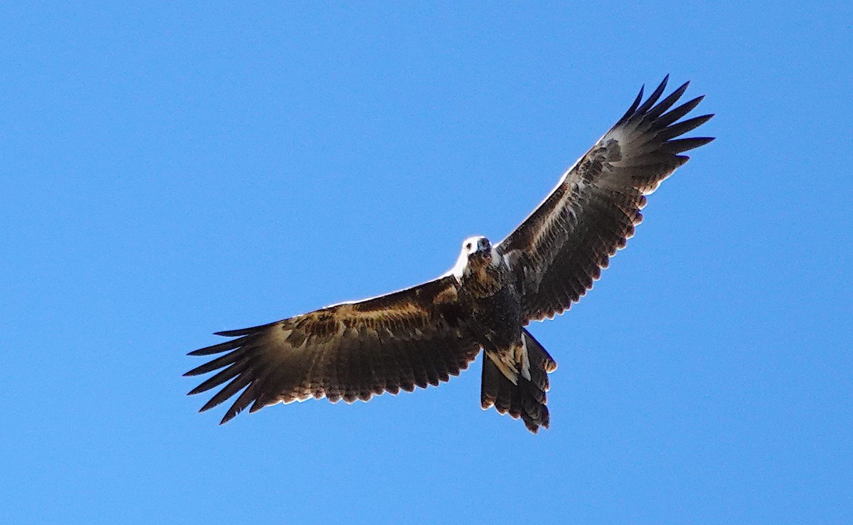 Wedge-tailed Eagle - Norm Clayton