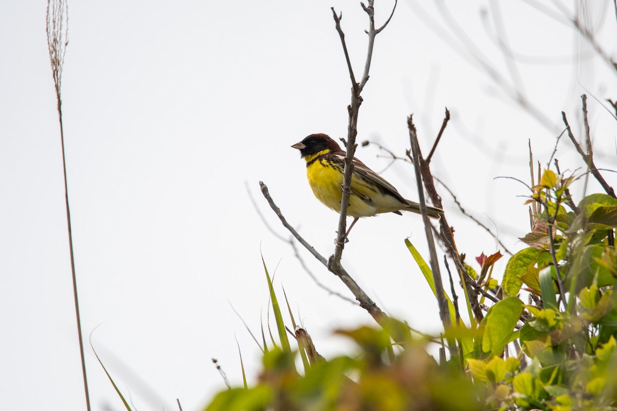 Yellow-breasted Bunting - Sangyoon Lee