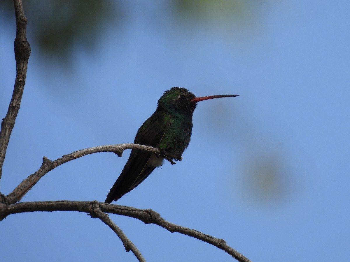 Broad-billed Hummingbird - Bradley Evans