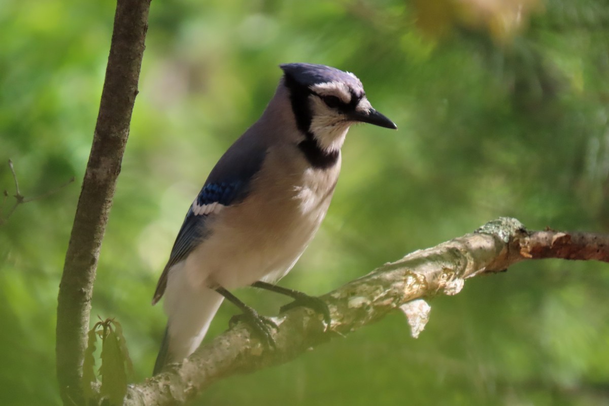 Blue Jay - ML619019225