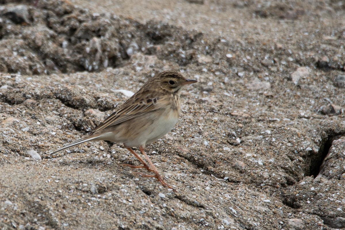 Richard's Pipit - Sangyoon Lee