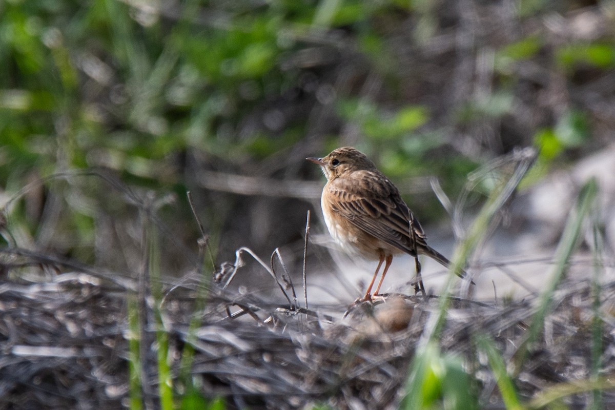 Blyth's Pipit - Sangyoon Lee