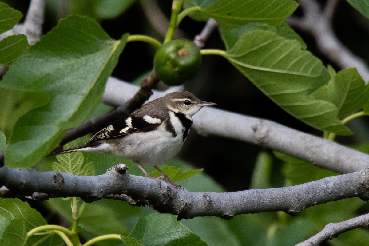 Forest Wagtail - Sangyoon Lee