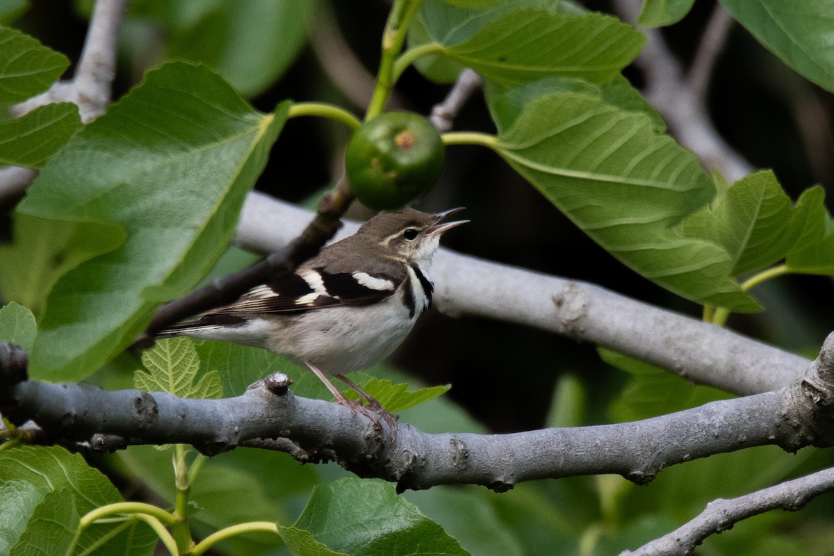 Forest Wagtail - Sangyoon Lee