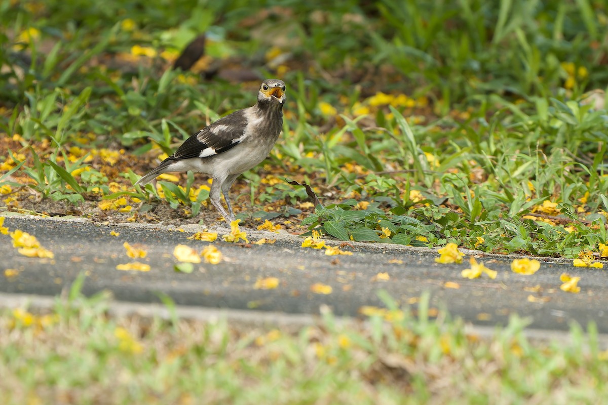 Black-collared Starling - Sam Hambly