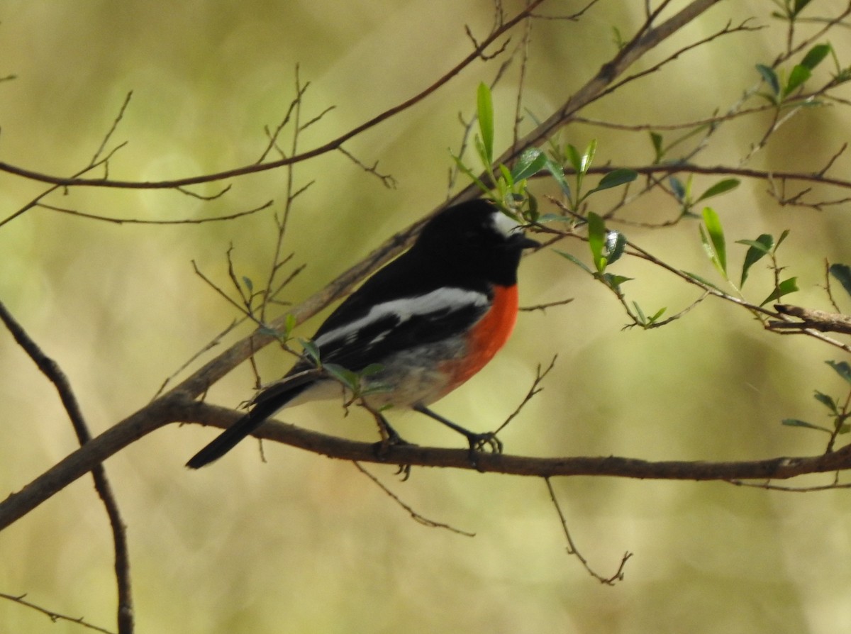 Scarlet Robin - ML619019254