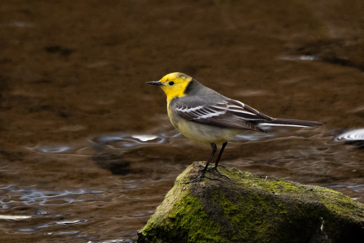 Citrine Wagtail - ML619019256