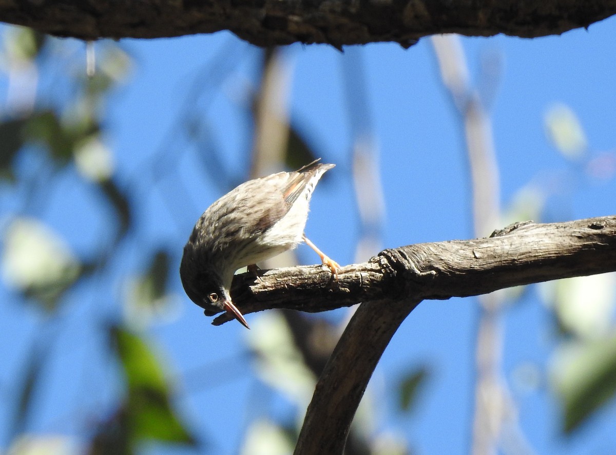 Varied Sittella - ML619019266