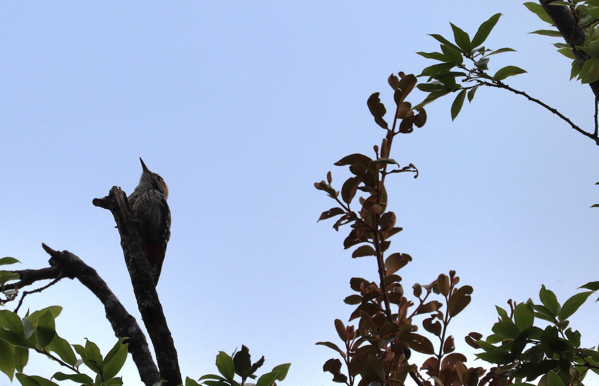 Gray-capped Pygmy Woodpecker - Jeevan Khulbe