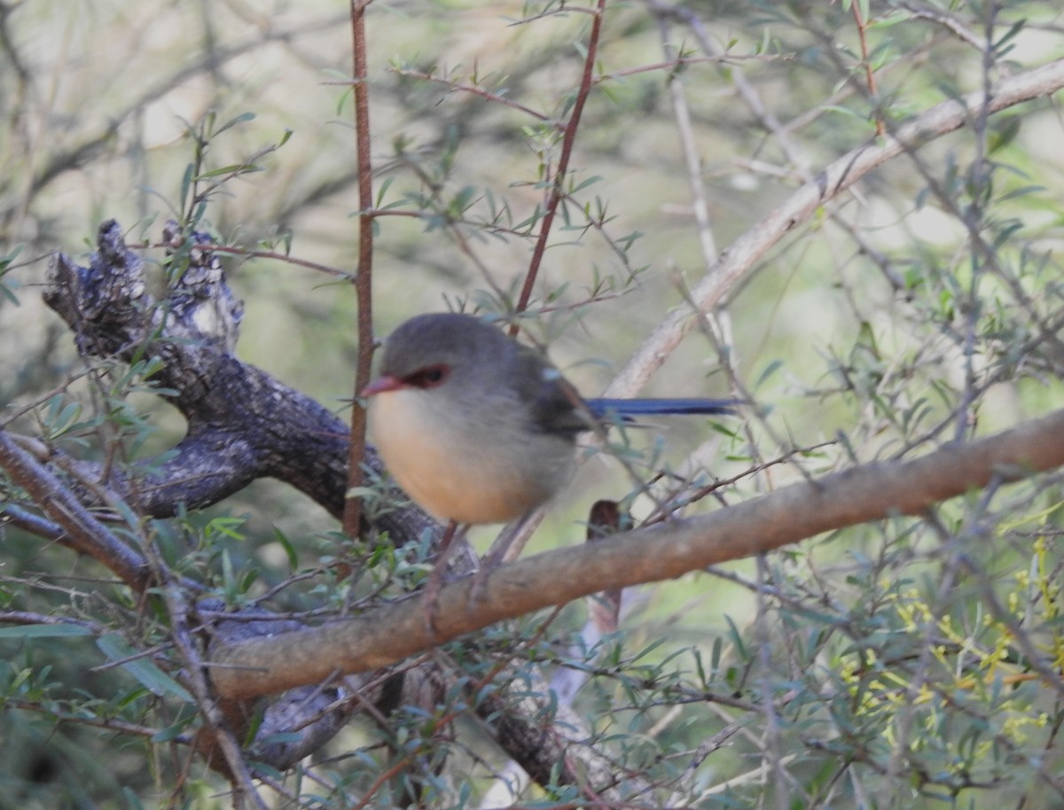 Variegated Fairywren - ML619019275