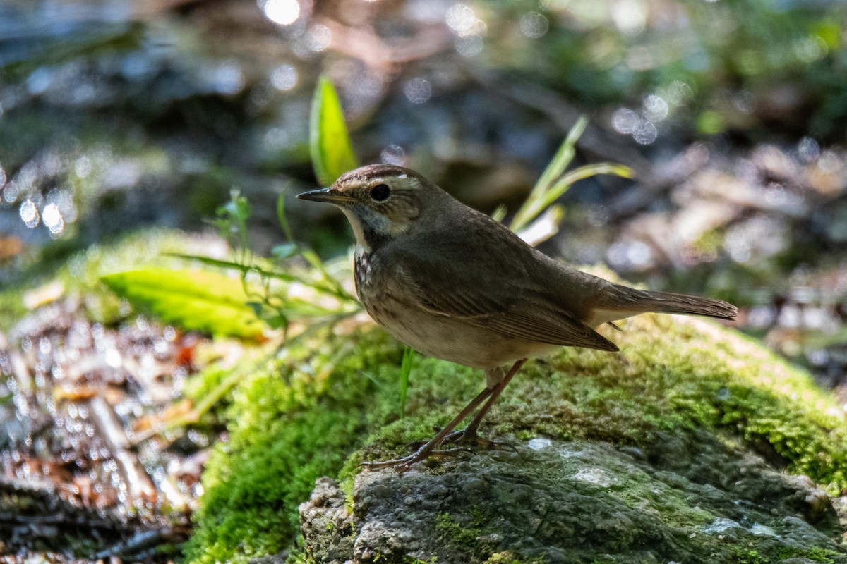 Bluethroat - ML619019278