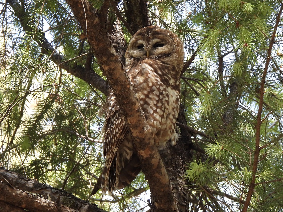 Spotted Owl - Bradley Evans