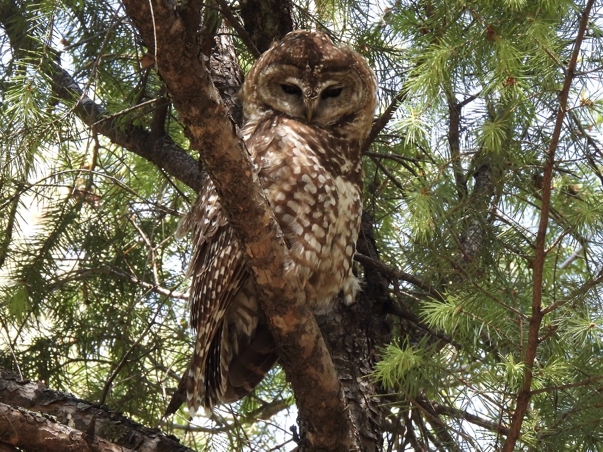 Spotted Owl - Bradley Evans