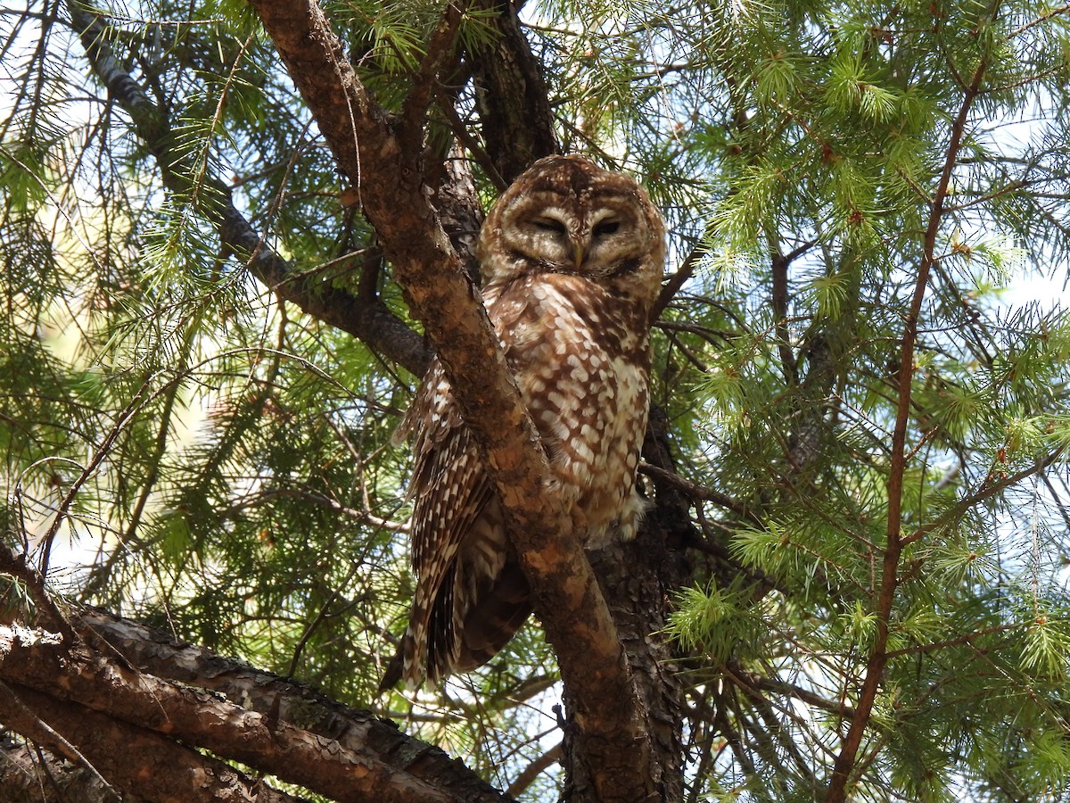 Spotted Owl - Bradley Evans