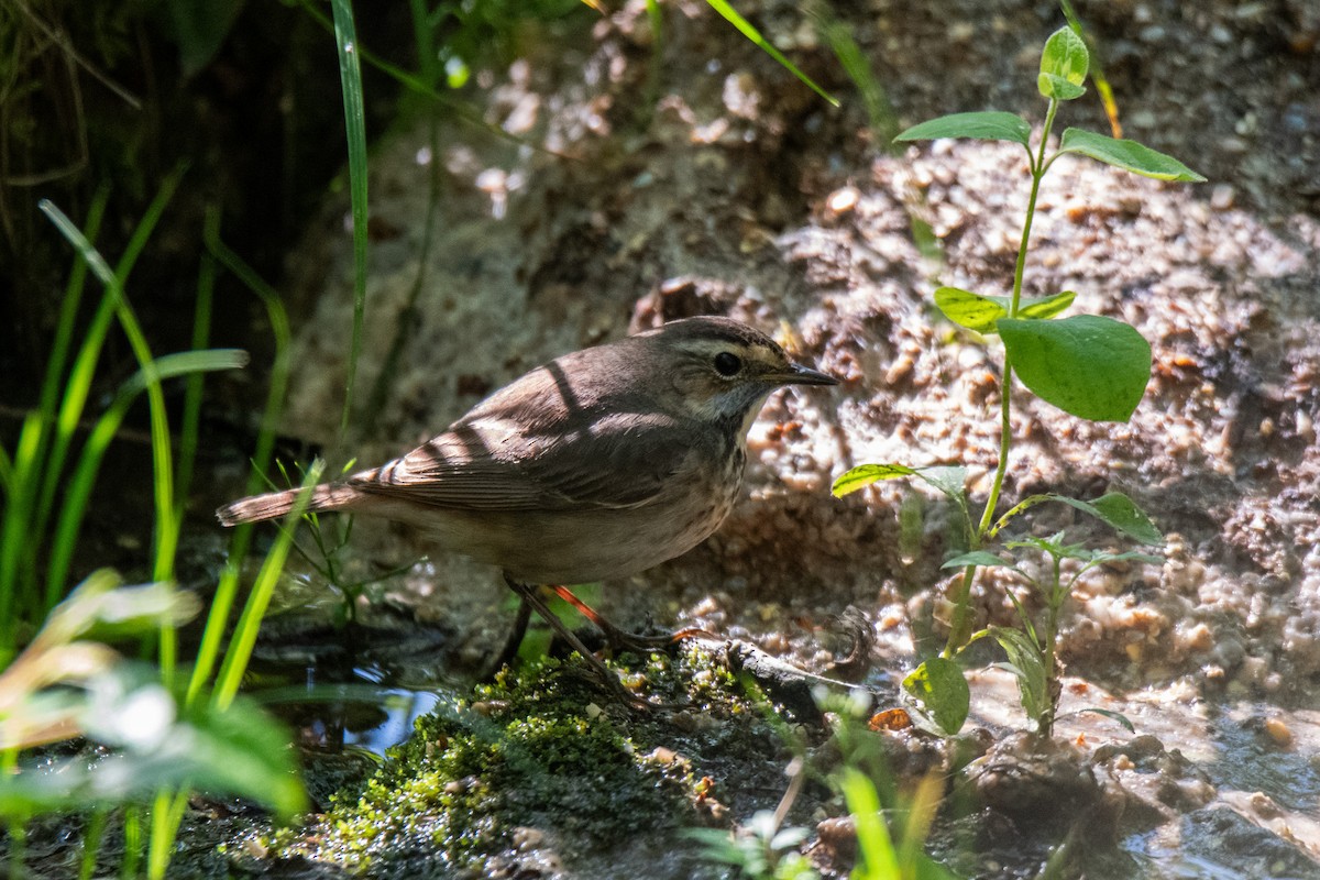 Bluethroat - ML619019285