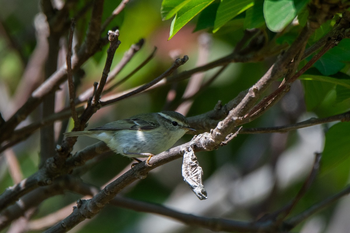 Yellow-browed Warbler - Sangyoon Lee