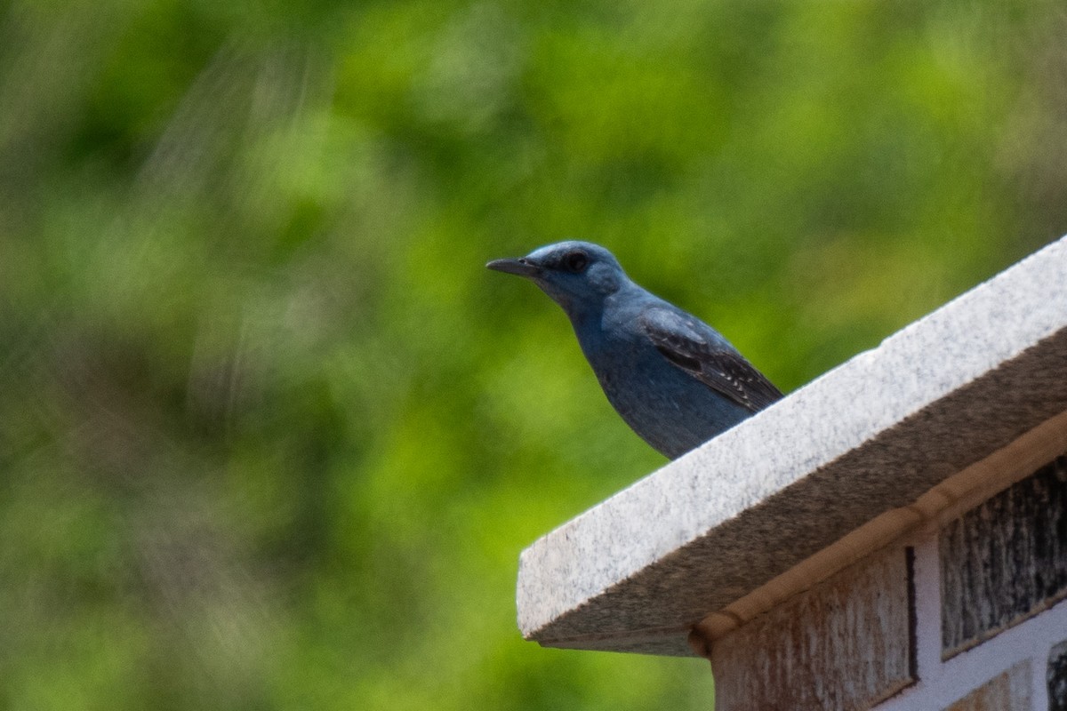 Blue Rock-Thrush (pandoo) - ML619019296