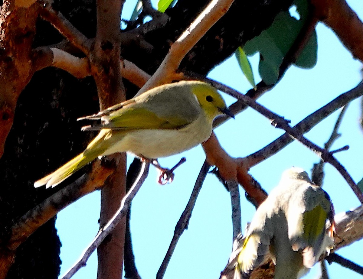 White-plumed Honeyeater - ML619019297