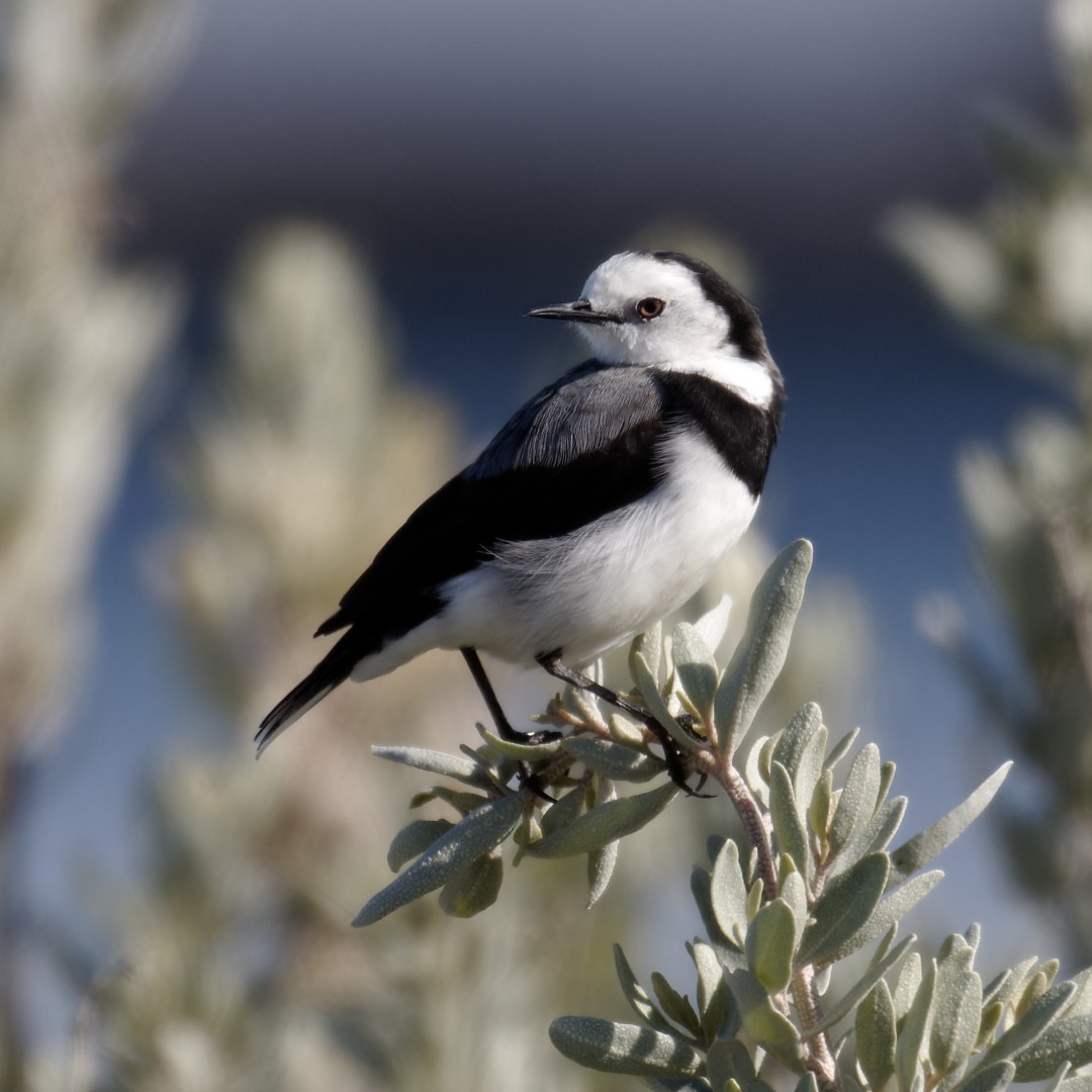 White-fronted Chat - ML619019302