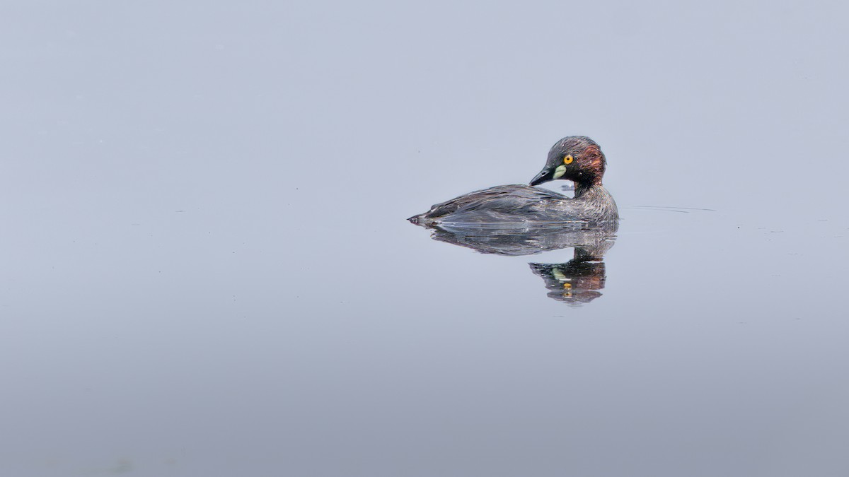 Little Grebe - Rahul Baidya