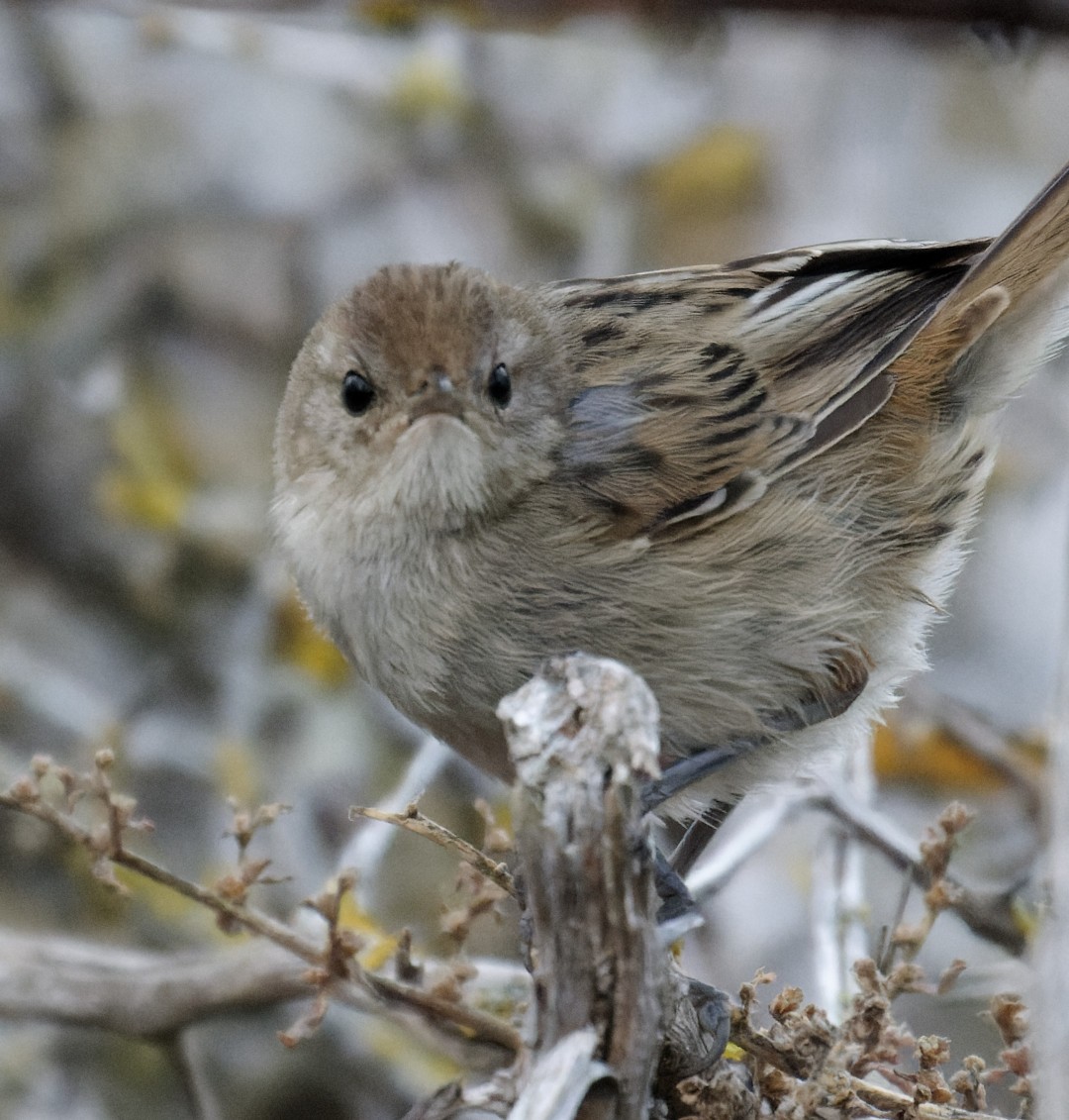 Little Grassbird - Peter Bennet