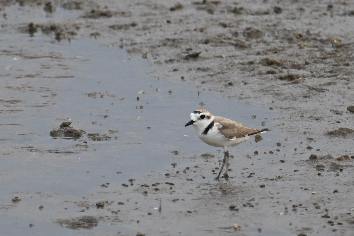 White-faced Plover - Ting-Wei (廷維) HUNG (洪)