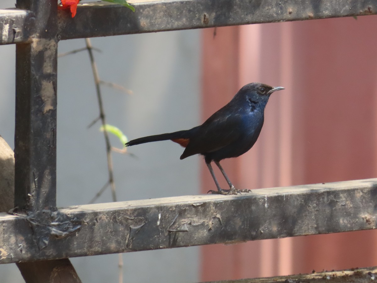 Indian Robin - Shilpa Gadgil