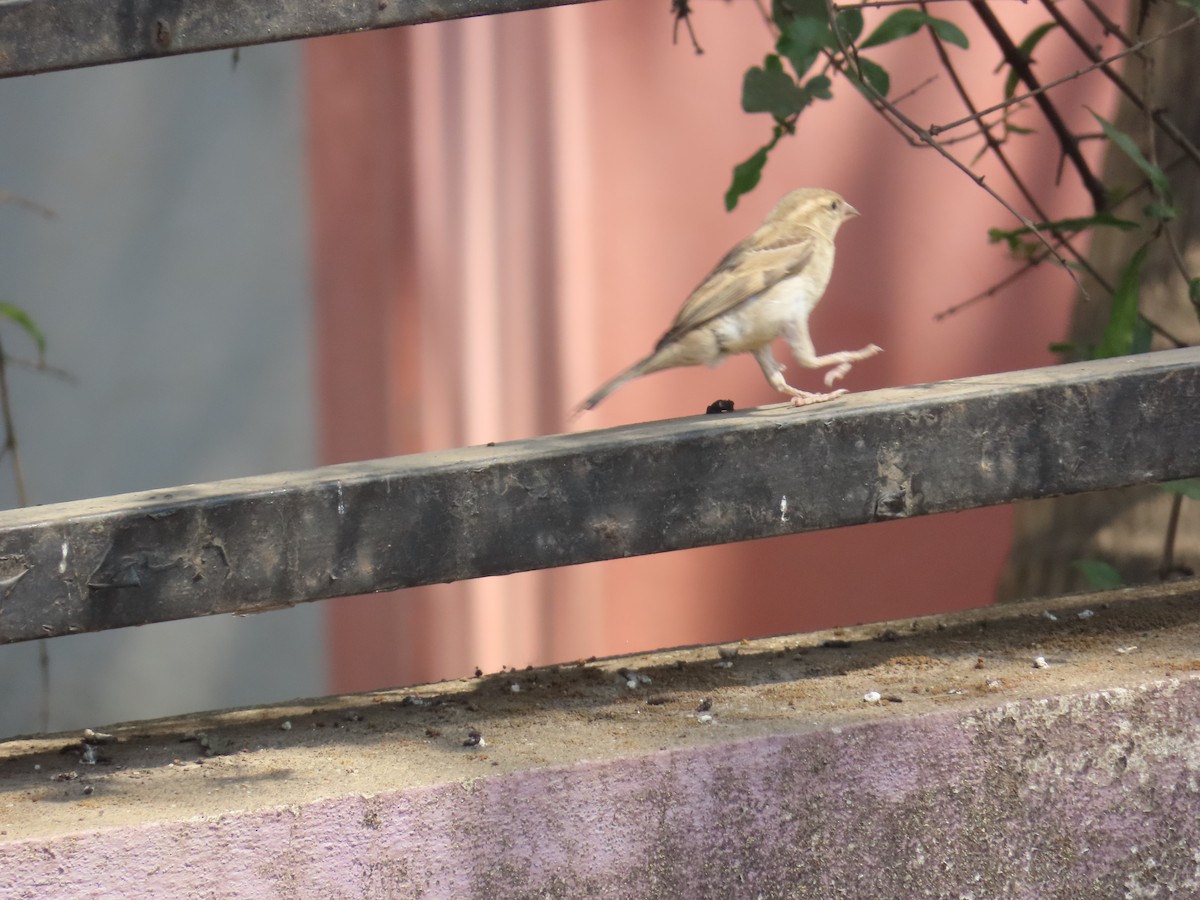 House Sparrow - Shilpa Gadgil