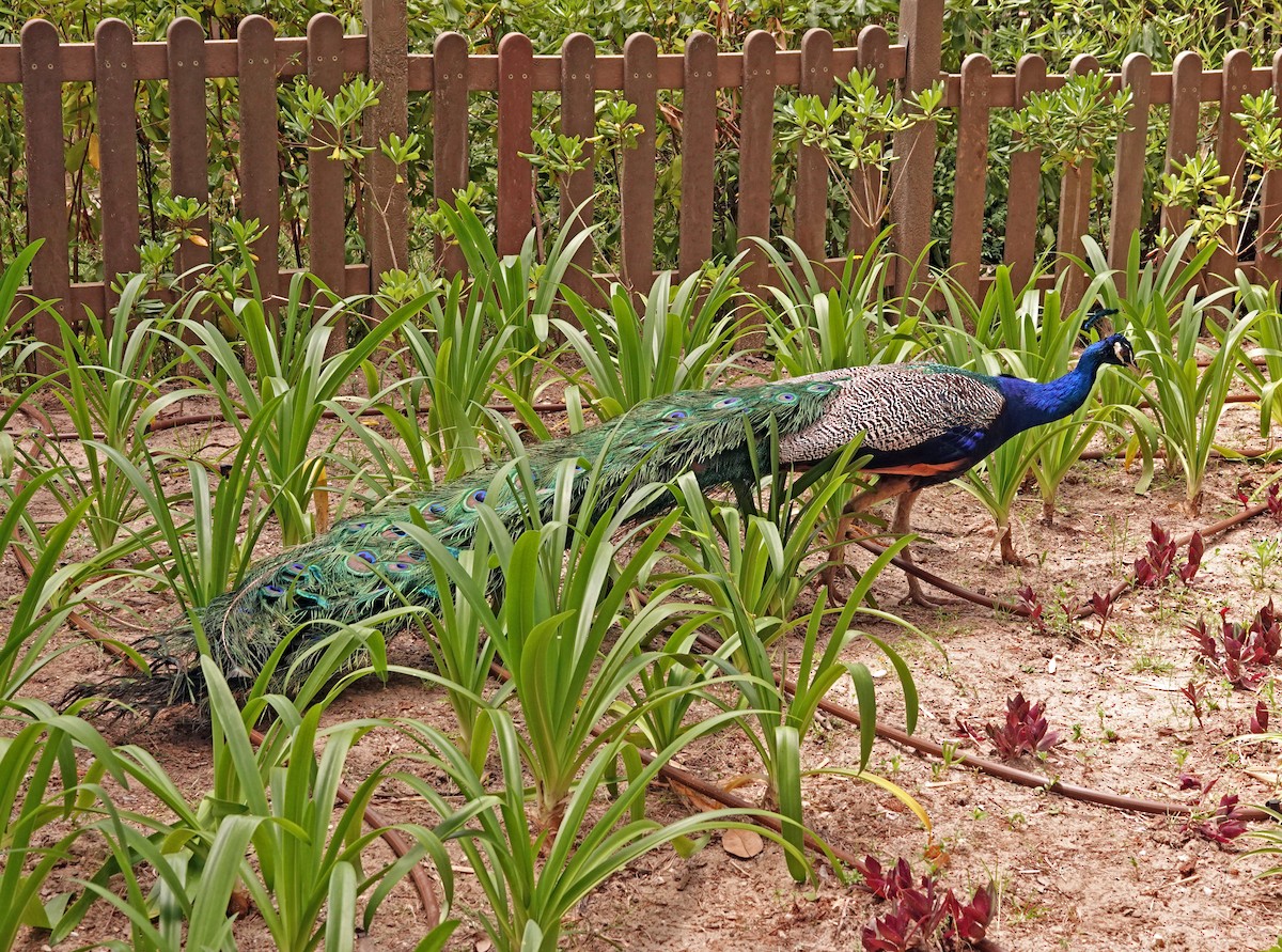 Indian Peafowl (Domestic type) - ML619019392