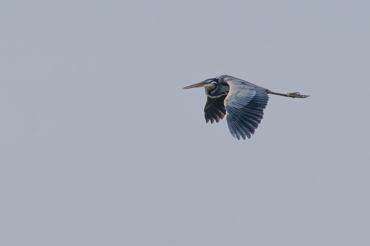 Purple Heron - ML619019403