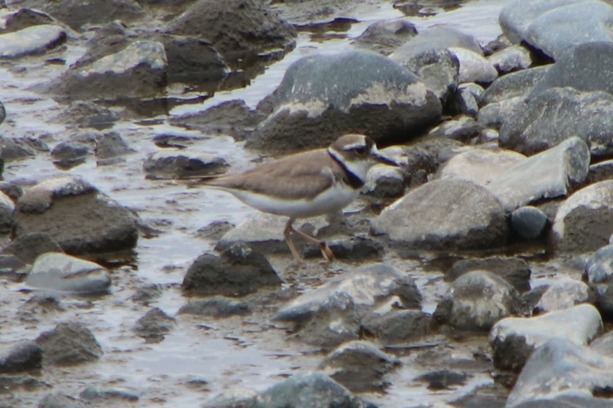 Long-billed Plover - Johnny Robertson