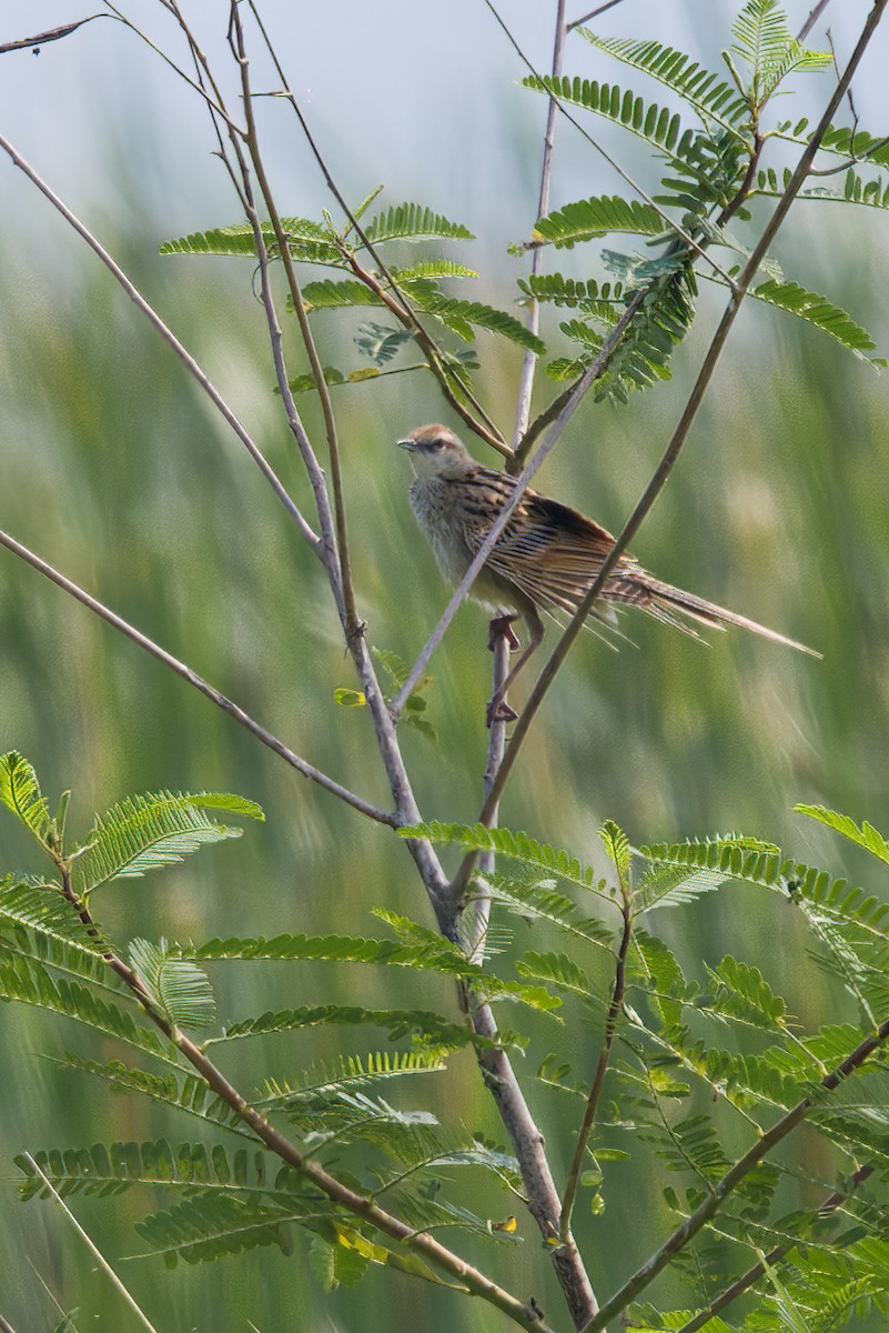 Striated Grassbird - Rahul Baidya