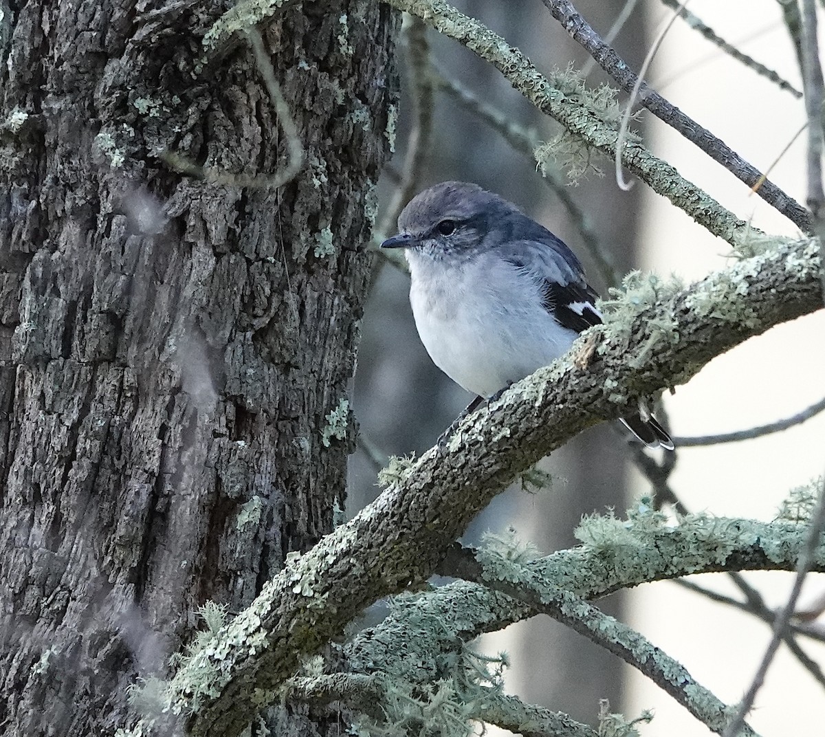 Hooded Robin - Norm Clayton