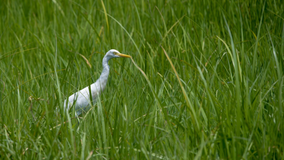 Medium Egret - ML619019438