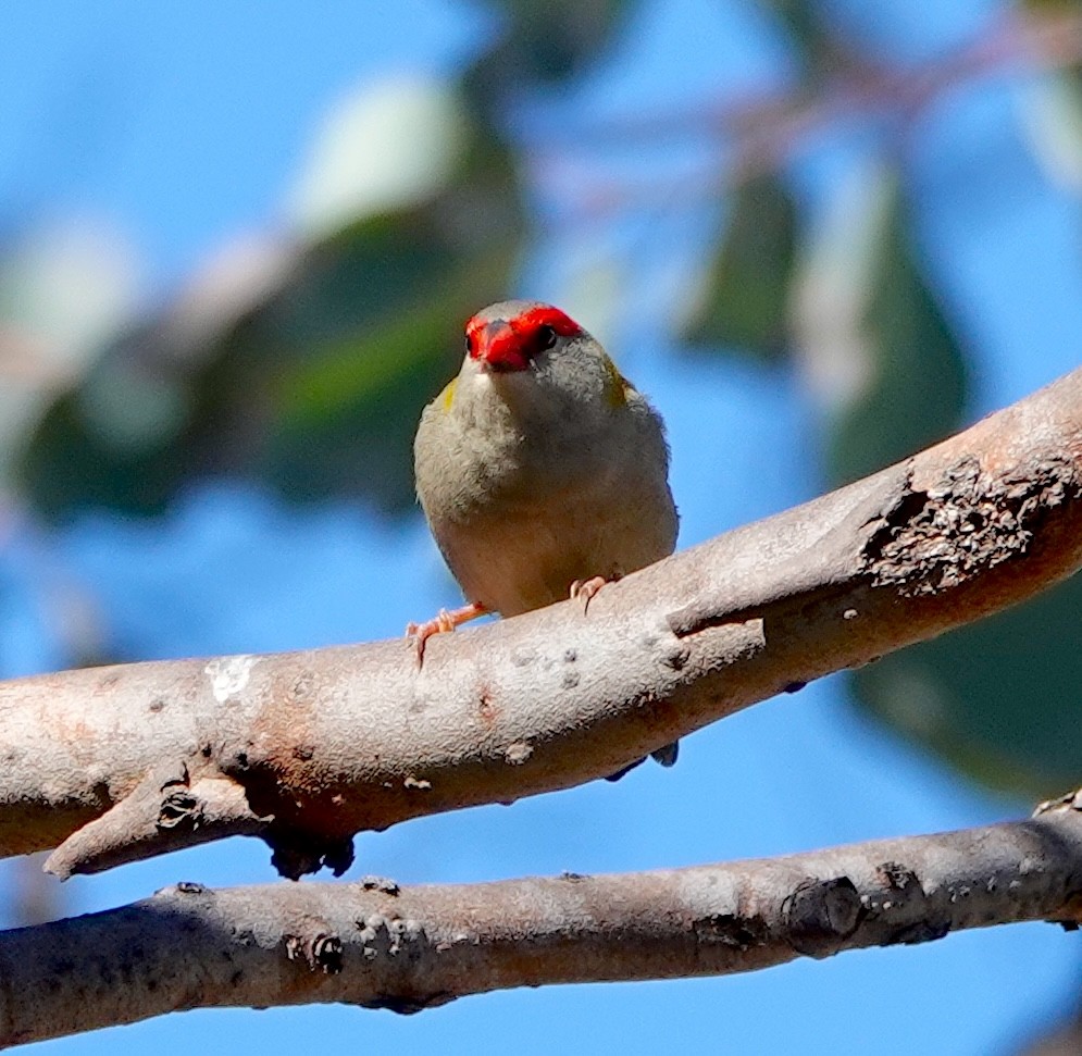 Red-browed Firetail - Norm Clayton