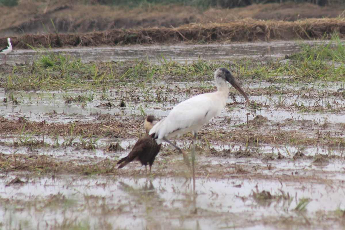 Wood Stork - ML619019463