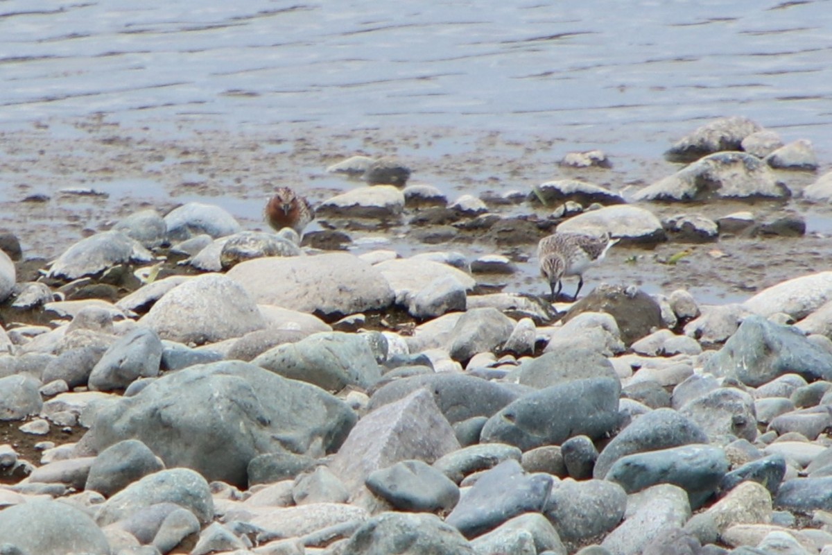 Red-necked Stint - Johnny Robertson