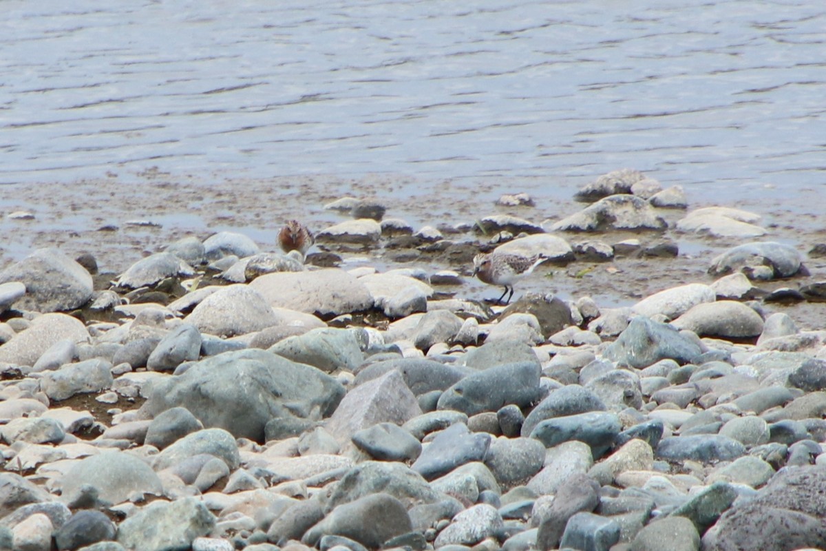 Rotkehl-Strandläufer - ML619019469