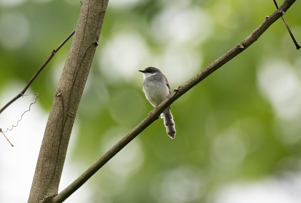 Gray-breasted Prinia - Antonio Ceballos Barbancho