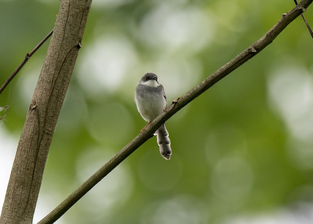 Gray-breasted Prinia - Antonio Ceballos Barbancho