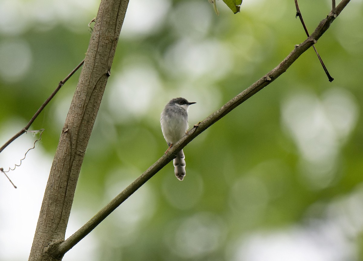 Gray-breasted Prinia - Antonio Ceballos Barbancho