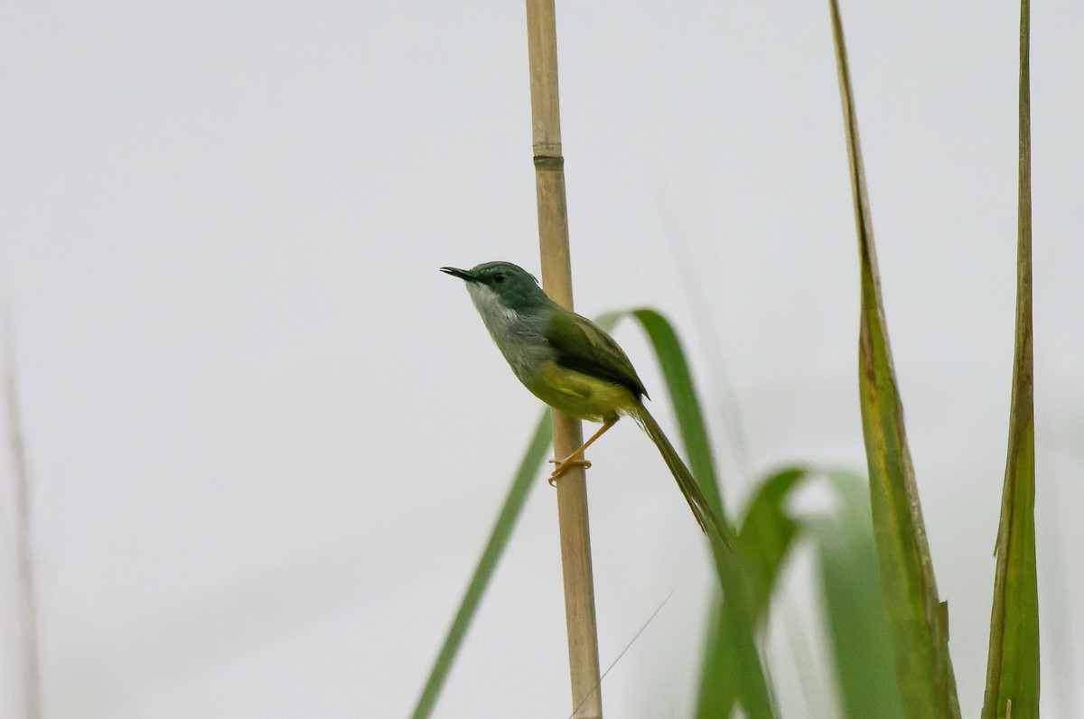 Yellow-bellied Prinia - ML619019501