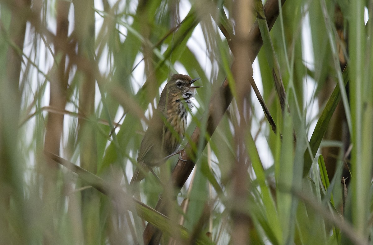 Marsh Babbler - Antonio Ceballos Barbancho