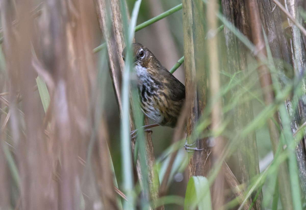 Marsh Babbler - Antonio Ceballos Barbancho